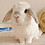 Stephiebunnie